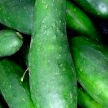 SRN Ashley Cucumber Seeds Heirloom Cucumber Seeds Non-Gmo Garden - $8.95
