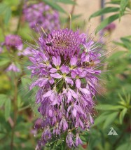 Cleome Rocky Mountain Bee Plant Honey Bees Butterfly Host Plant 200 Seeds USA Fa - $13.98