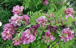 ROSE LOCUST / PINK ACACIA Flower Tree Shrub 15 Seeds - £7.84 GBP