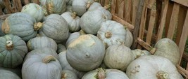 Pumpkin Hungarian Blue - Nagydobosi tök - 5+ HEIRLOOM seeds from HUNGARY! C 064 - £2.33 GBP