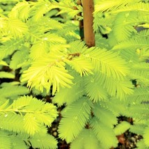 20 Gold Rush Dawn Redwood Seeds Metasequoia Glyptostroboides Ogon USA SE... - £9.01 GBP