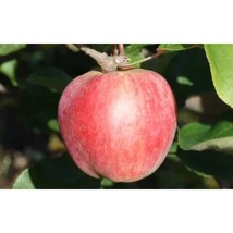 25+ Yarlington Mill Apple Seeds – Traditional Cider Apple Variety - $16.50