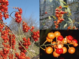 Variety Size Seeds Mandchurian Apricot Prunus armeniaca mandshurica Tree Seeds - £13.22 GBP+