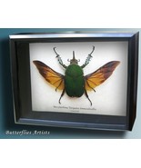Giant African Beetle Mecynorhina Torquata Taxidermy Real Framed Shadowbox - $255.35 CAD