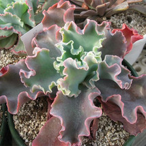 Rare flesh 20 seeds Succulent ECHEVERIA Echeveria gibbiflora, Mexico DF seeds - $30.00