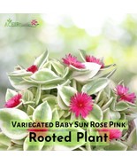 Variegated Baby Sun Rose – Pink Flower Succulent – Rooted Plant in 3” Pot - $31.73 CAD