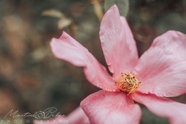 Baby Pink Flower Wall Art Print Various Sizes Fine Art Photography - £28.93 GBP+