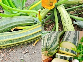 1 Oz Seeds Cocozelle Zucchini Heirloom Squash Garden Container Fast Easy - £20.77 GBP