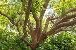 Chinese Elm Ulmus Parvifolia Lacebark Elm50 Seeds 2024 Fresh Garden - £7.86 GBP