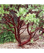 Dr Hurd Manzanita Arctostaphylos Manzanita Dr Hurd 1 Starter 6 Tall Ship... - €116,81 EUR