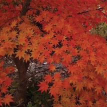 Best Seeds Korean Maple Tree Seeds Acer pseudosieboldianum Purplebloom Maple Col - $19.88