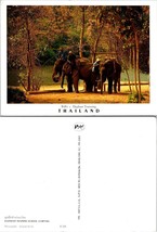 Thailand Lampang Elephant Training School Students by River Vintage Postcard - £7.50 GBP