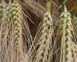 LKS Organic Khoresan Wheat Seeds 300 Ancient Grain Delicious Home Garden - $11.83