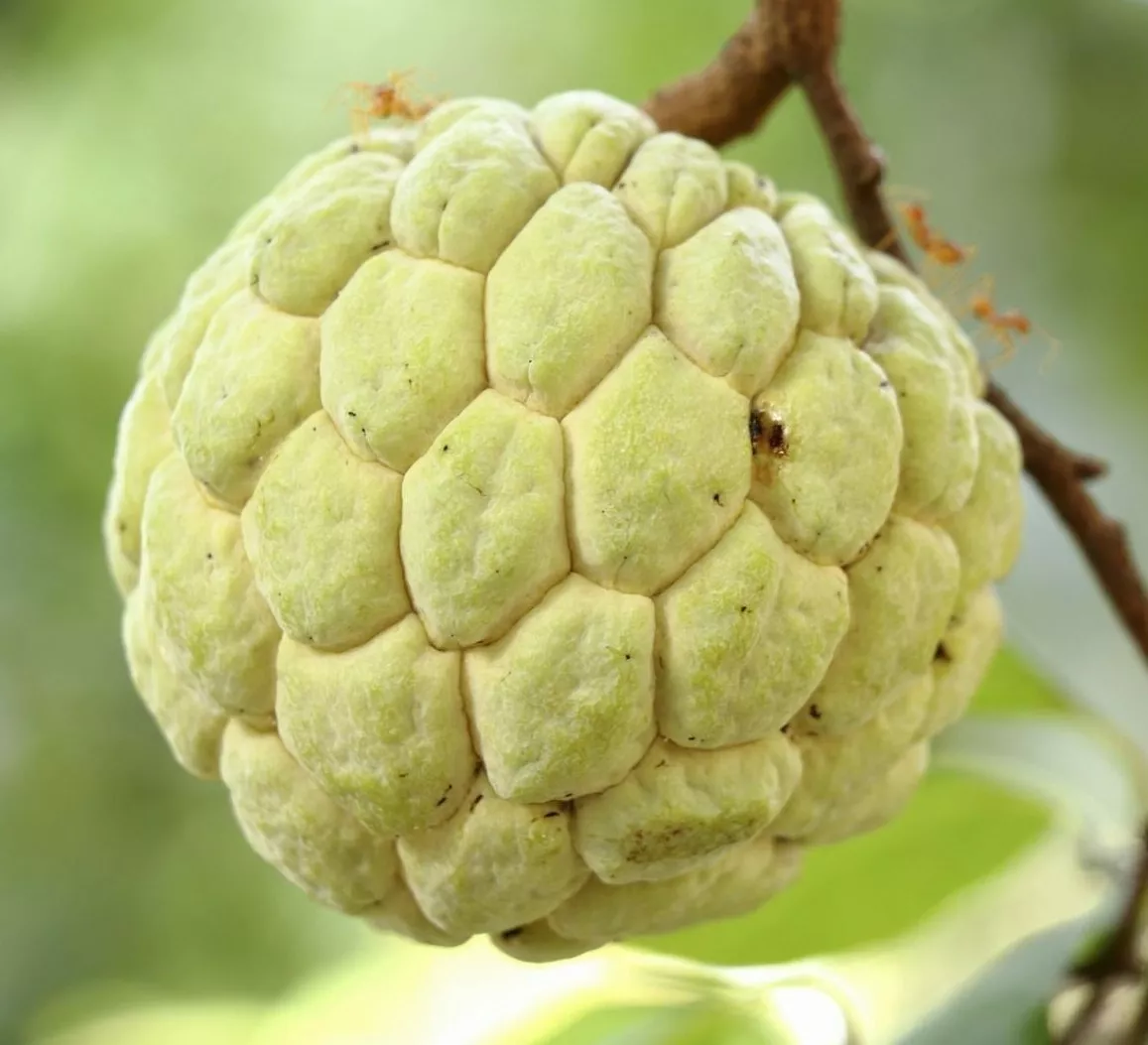 Sugar Apple (Sweetsop) Tree 5&quot;-8&quot; Tall Live Plant 2&quot; Annona squamosa - £53.78 GBP