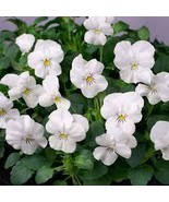 Viola White Perfection 100 Seeds Free Shipping - $73.50 MXN