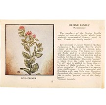 Live Forever Wild Flower 1932 Antique Color Plate Print Irving Lawson E86A - €10,78 EUR