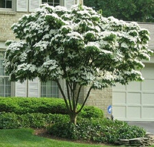 7 Chinese Kousa Dogwood Tree Seeds-1204 - £3.12 GBP