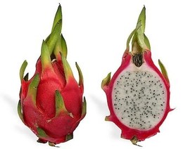 USA Seller 20 White Dragon Fruit Pitaya Pitahaya Strawberry Pear Hylocereus Unda - £11.19 GBP