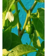 50 Large Red Cherry Hot Pepper Seeds Thanjavur Gundu Milagai 250Mg Seed ... - $11.98