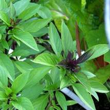 100Pcs Licorice Basil Herb Seeds Ocimum basilicum Seed - £15.06 GBP