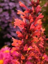 US Seller 50 Orange Hyssop Agastache Flower Seeds Fresh Seeds - $14.98