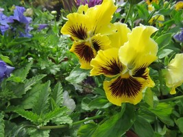 New Fresh Seeds Pansy Seeds Frizzle Sizzle Yellow Flower Seeds 50 Seeds USA Sell - £18.92 GBP