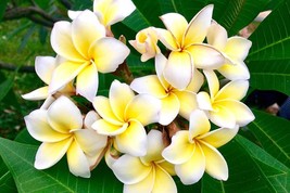 1 live cutting - Plumeria (frangipani) yellow - white - £10.39 GBP