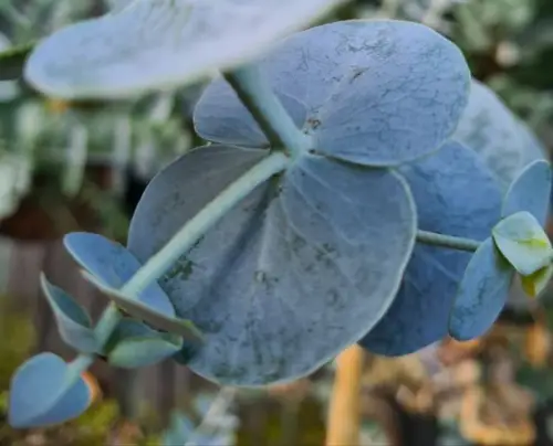 Eucalyptus Pulverlenta Silver-Leaved Mountain Gum Seeds 25 Pc Authentic Fresh Us - $10.98