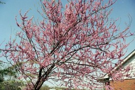 Redbud Eastern Redbud Tree Pink Flowers 75 Seeds Gardening USA SELLER - £6.73 GBP