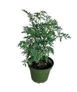 1 pcs Rue Plant Ruda Herb Live Rue- 4 inch pot - $40.99