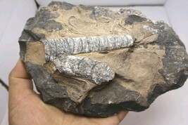 Moroccan Orthoceras Fossil Plate – Genuine Devonian Sea Fossils - $635.43 MXN