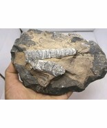 Moroccan Orthoceras Fossil Plate – Genuine Devonian Sea Fossils - $34.65