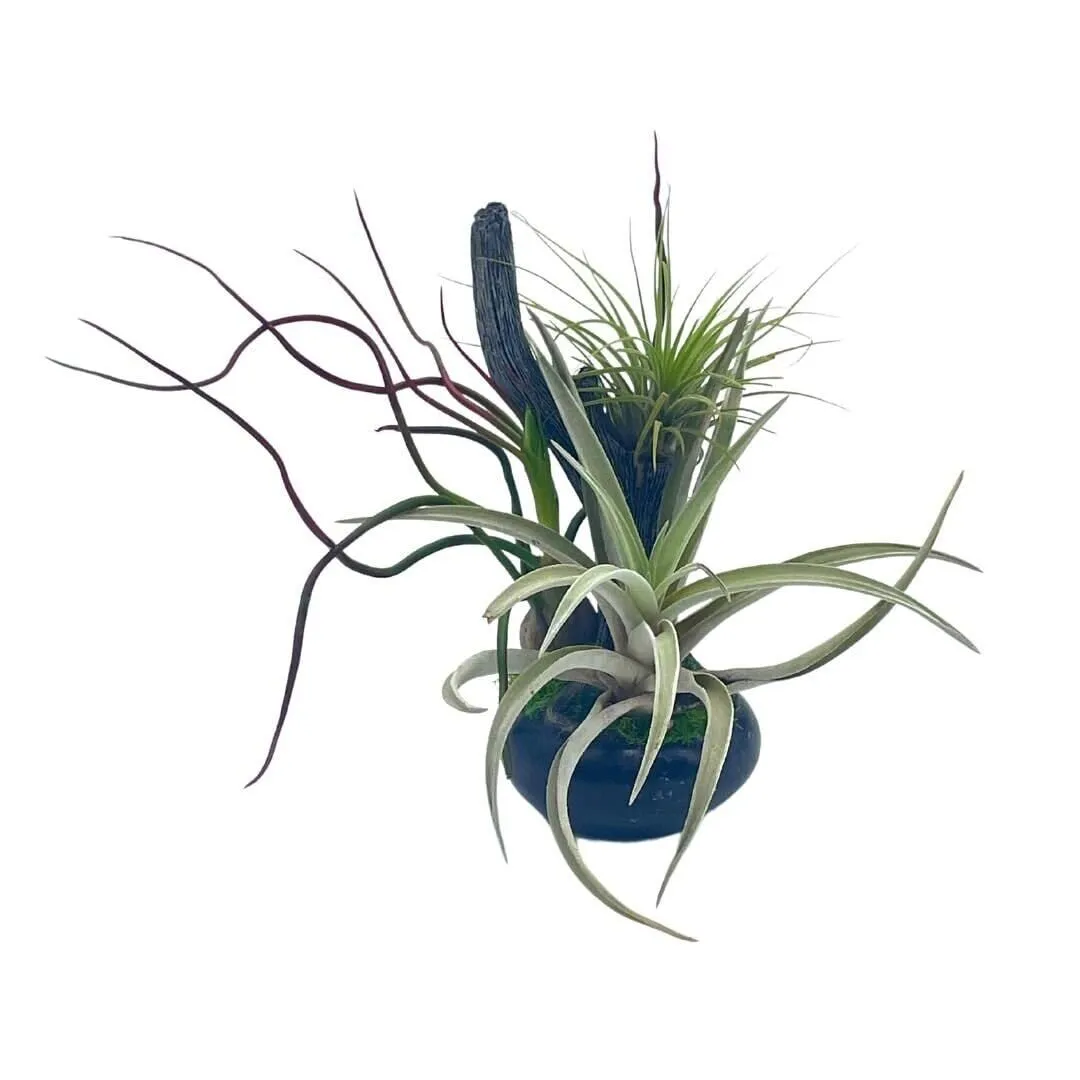 Bonsai Air Plant Bran in Air Plant Holder with Long Colorful Live air Gi - £35.65 GBP