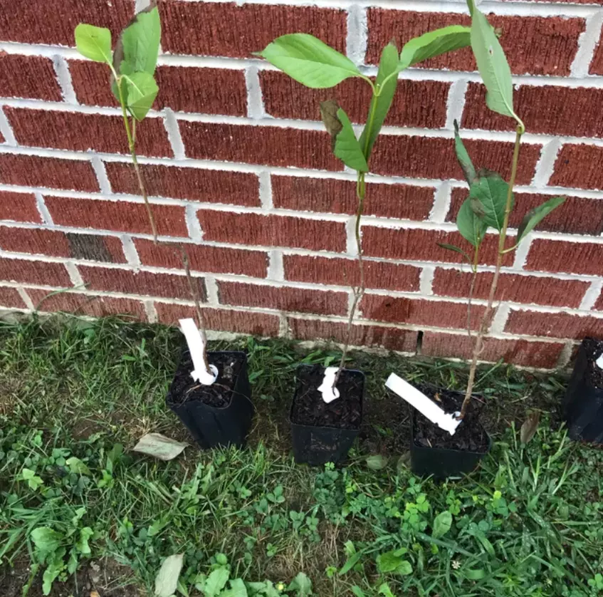 10-18&quot; Tall Seedling - 2.5&quot; Pot Chicago Lustre Viburnum Shrub Live Plant - $75.90