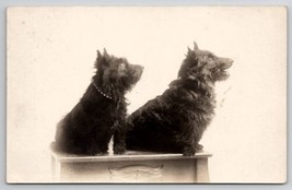 RPPC Two Cute Scottish Terrier Dogs Posed On Table Real Photo c1910 Postcard S27 - £95.58 GBP