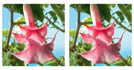 Double Pink Rose Angel Trumpet 10 Seeds Flowers Seed Brugmansia Datura - £16.77 GBP