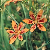 Freckle Face Blackberry Lily Leopard Flower Belamcanda Chinensis 6 Ft.Ta... - $22.00