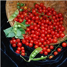 Sweet Pea Currant Tomato Seeds Fresh Seeds USA - $12.80