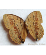 Real Jungle Queen Stichophthalma Neumogeni Butterfly Framed Entomology S... - $1,156.91 MXN