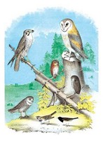 American Lanier Falcon (Prairie Hawk) by Theodore Jasper - Art Print - £17.20 GBP+