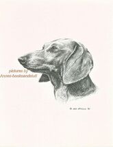 #82 DACHSHUND  portrait  *  dog art print * Pen and ink drawing * Jan Je... - $12.50