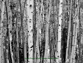 Autumn Tatoosh Wilderness 8.5x11&quot; Photo Olympic National Forest Washington B&amp;W - £6.40 GBP