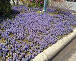 Bugleweed Ajuga Reptans Ground Cover Purple Lavender 100 Seeds - £4.65 GBP