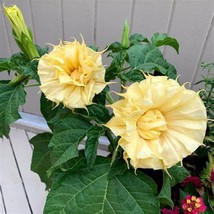 10 Ballerina Yellow Angel Trumpet Seeds Flowers Seed Brugmansia Datura 627 Fresh - £10.92 GBP