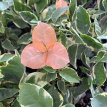 USA SELLER Bambino Orange/Peach Variegated Bougainvillea Small Well Rooted Start - £29.90 GBP