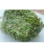 1 OZ (or more) of wet Duckweed - KOI Fish Pond Plant - $16.45 CAD