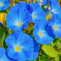 Flower Seed Heavenly Blue Morning Glory Seeds 14 Lb Fresh Seeds Fast Shipping - $16.53