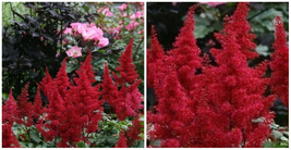Red Astilbe Dark Plumes Fanal Outdoor Summer Blooming Live Plant Quart Pot - C2  - £48.71 GBP