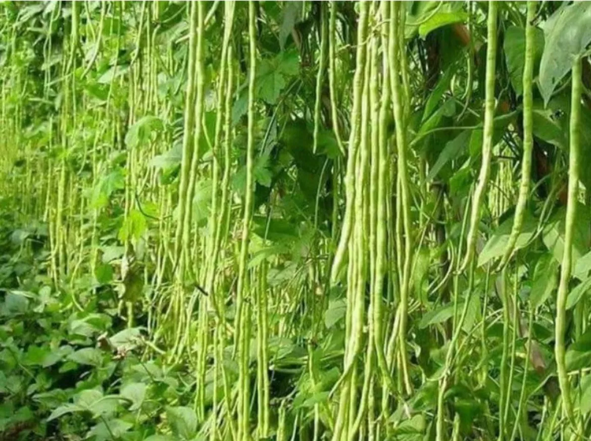 50 Seeds Green Yard Long Bean Asian String Beans Sitaw Fresh Seeds - £14.68 GBP