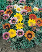 20 Pcs Talant Treasure Flower Gazania Seeds #MNHG - £13.14 GBP